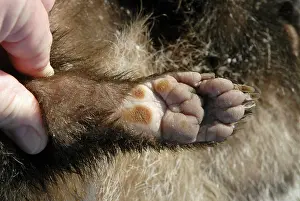 Pads: European Badger hindfoot showing pads and claws