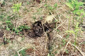 Faeces: European Badger - LATRINE