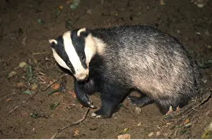 Leaving: European BADGER - leaving sett