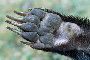 Nails: European Badger - front left paw