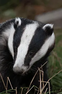 Badger: European badger (Meles meles) adult animal portrait