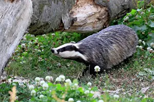 Badger: European badger (Meles meles), adult, foraging, m