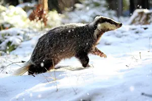 111020: European badger (Meles meles), adult, in winter