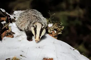 Hungry: European badger (Meles meles), adult, in winter