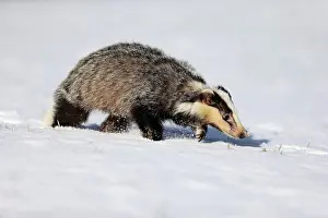Hungry: European badger (Meles meles), adult, in winter