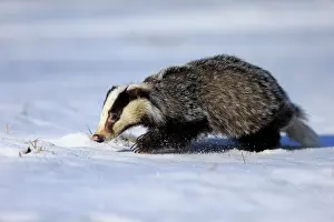 Hungry: European badger (Meles meles), adult, in winter