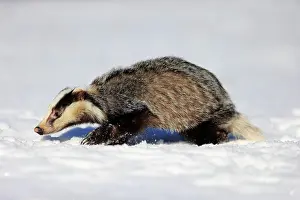 Hungry: European badger (Meles meles), adult, in winter