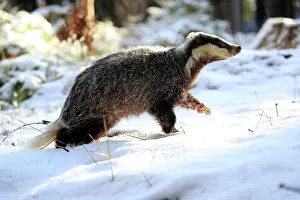 Hungry: European badger (Meles meles), adult, in winter