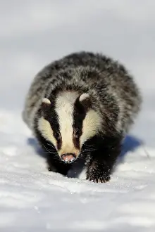 Hungry: European badger (Meles meles), adult, in winter