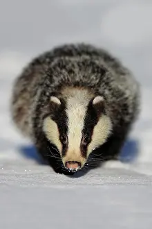 Hungry: European badger (Meles meles), adult, in winter