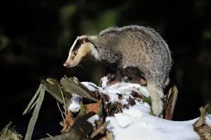 Hungry: European badger (Meles meles), adult, in winter