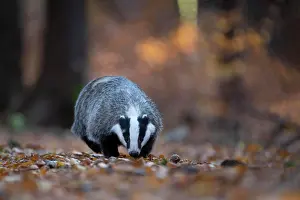 Bitburg: European badger (Meles meles) in autumn forest