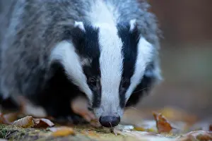 Badger: European badger (Meles meles) in autumn forest