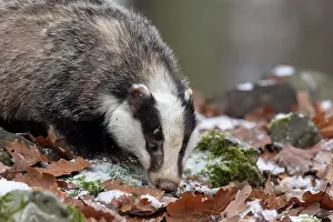 031019: European badger (Meles meles), captive, Pilsen