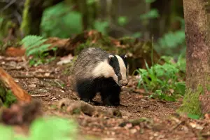 Scrub: European Badger (Meles meles) female watching