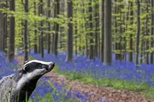 Scilla: European badger (Meles meles) foraging in beech