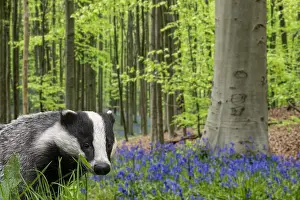 Scilla: European badger (Meles meles) foraging in beech