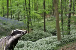 Onion: European badger (Meles meles) foraging in beech