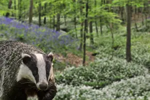 Onion: European badger (Meles meles) foraging in beech