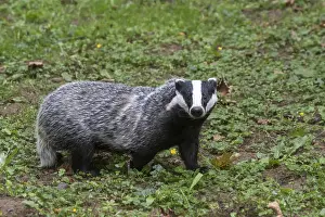 Ring: European badger (Meles meles) foraging in grassland
