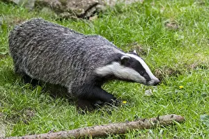 Badger: European badger (Meles meles) foraging in grassland