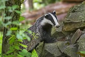 Stacked: European badger (Meles meles) foraging among pile