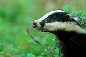 Bramble: European badger (Meles meles) in forest, Ardennes