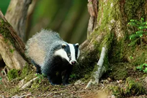 Searches: European badger (Meles meles) in forest, Ardennes