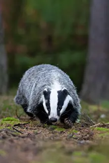 Bitburg: European badger (Meles meles) in the forest, Bitburg