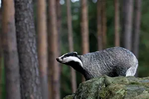 Bitburg: European badger (Meles meles) in the forest, Bitburg