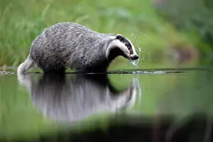 230122: European badger (Meles meles) at a lake with reflection