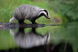230122: European badger (Meles meles) at a lake with reflection