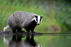 230122: European badger (Meles meles) at a lake with reflection