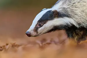 Badger: European badger (Meles meles), looking for food