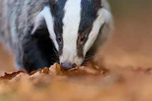 Badger: European badger (Meles meles), looking for food