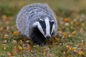 031019: European badger (Meles meles), meadow with autumn