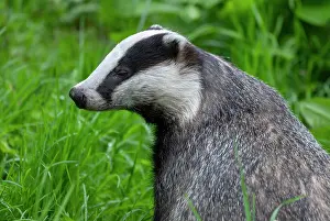 Badger: European badger (Meles meles) portrait, captive