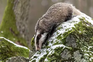 031019: European badger (Meles meles) on a rock in the snow