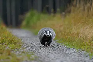 Rainy: European badger (Meles meles), runs on a forest