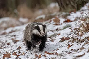 031019: European badger (Meles meles) runs in snow, captive