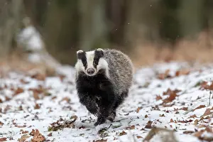 031019: European badger (Meles meles) runs in snow, captive