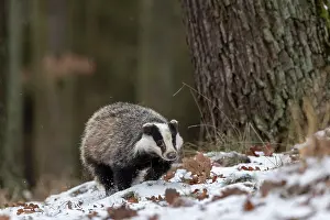 031019: European badger (Meles meles) runs in snow, captive