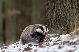 031019: European badger (Meles meles) runs in snow, captive