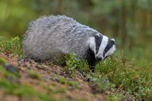 031019: European badger (Meles meles), searching for food