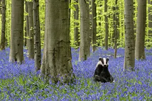 Scilla: European badger (Meles meles) sitting upright in