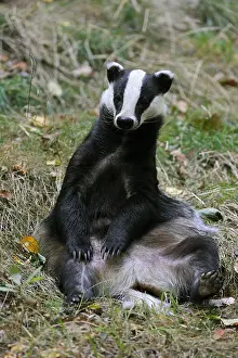 Badger: European badger (Meles meles) sitting upright in
