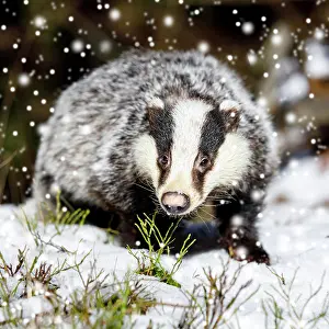 130620: European badger (Meles meles), in snow, winter