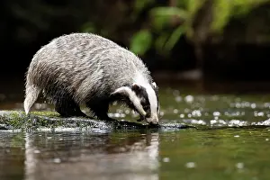 230122: European badger (Meles meles) at a stream, Czech