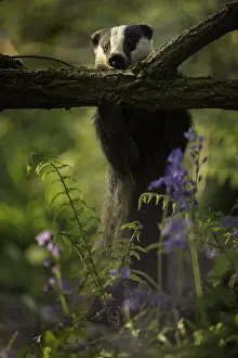 Strips: A European Badger (Meles meles) strips the bark