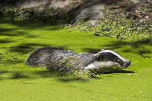 Crossing: European badger (Meles meles) swimming in water